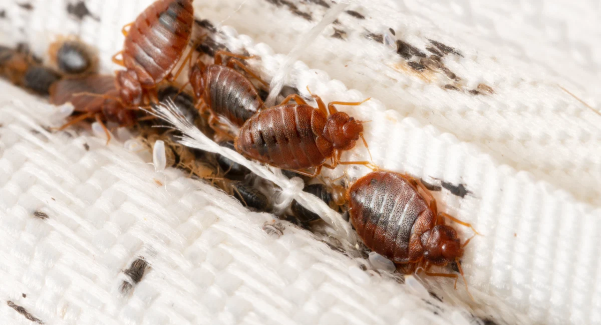 Mississippi: Where Hospitality Reigns, But Pests Don't Have to!